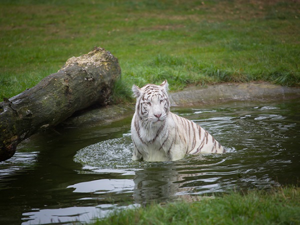 27803968_a-beautiful-white-tiger-in-the-water